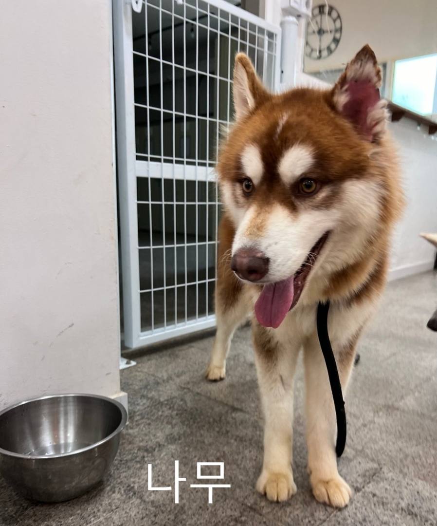 나무