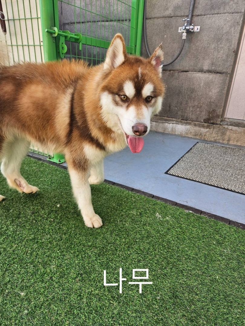 나무