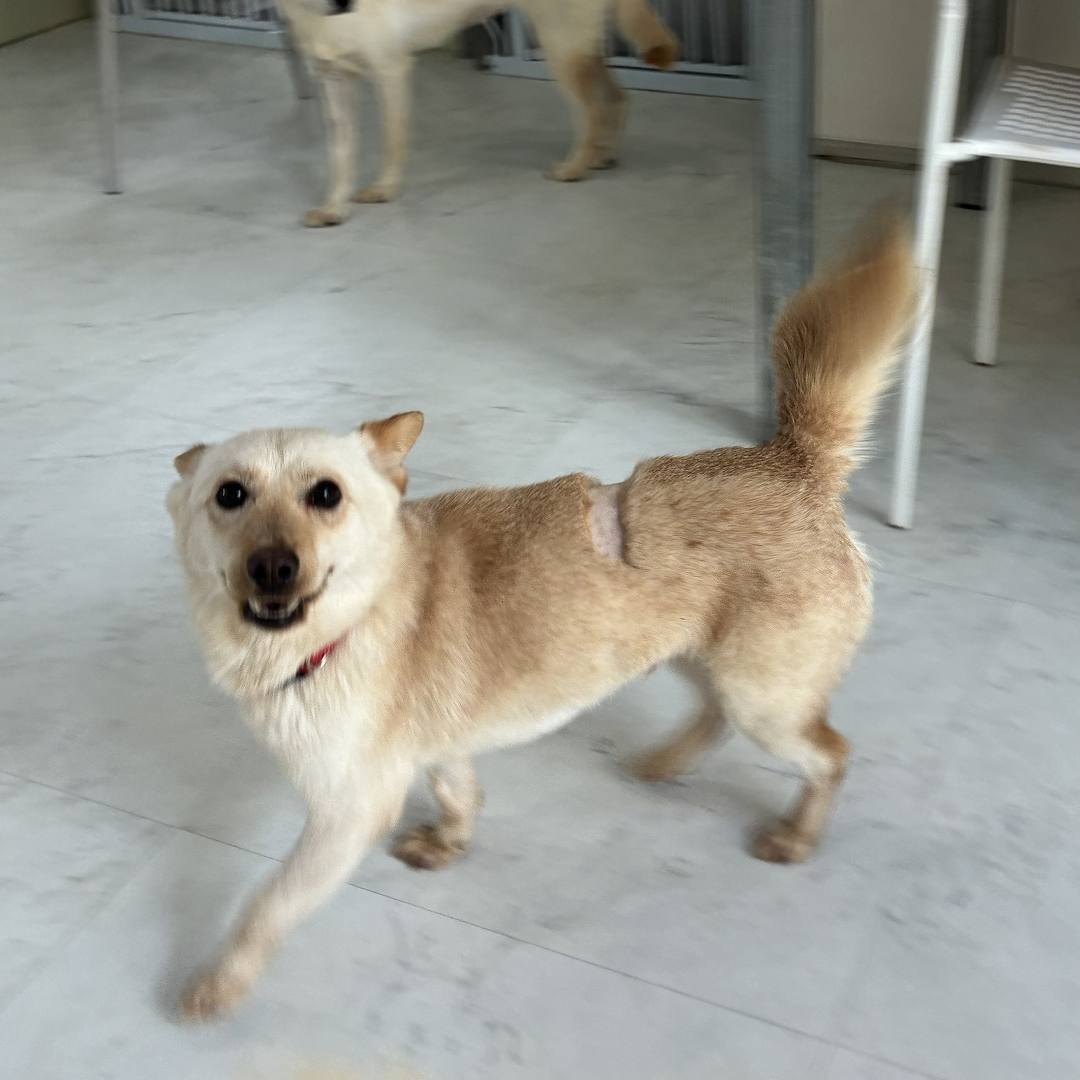 알피