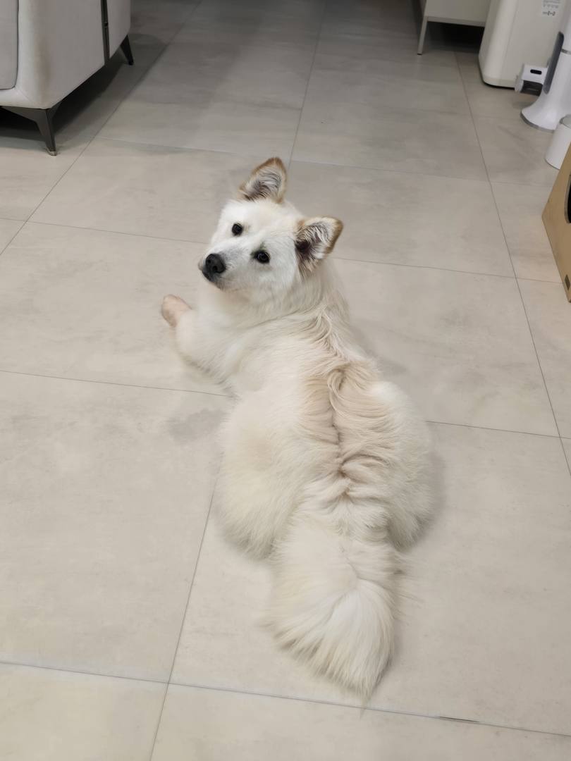 몰리