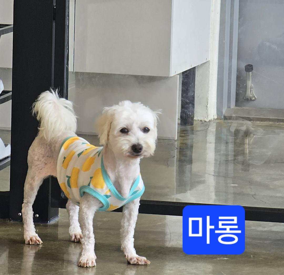 마롱