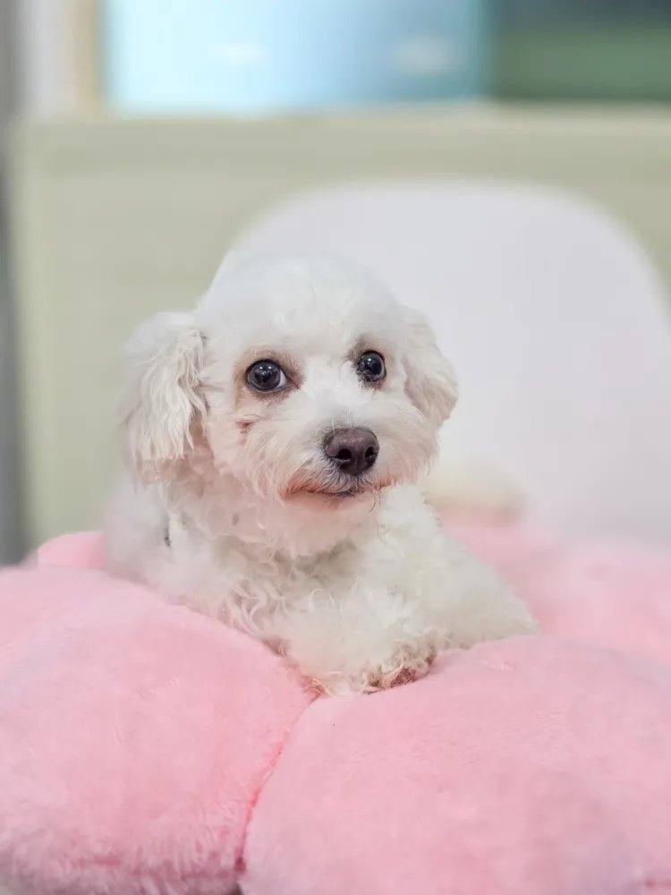 텐텐