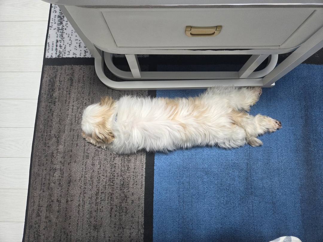 김포번식장)몽키