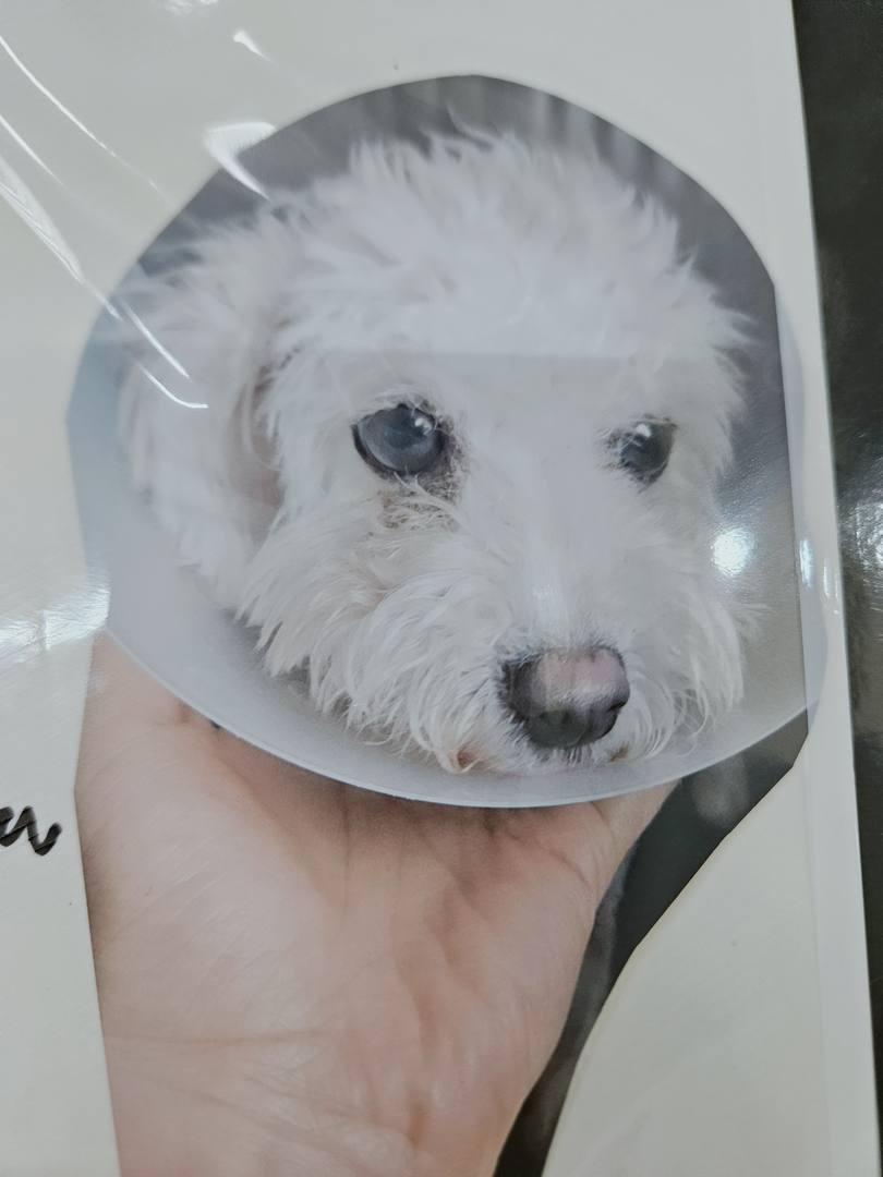 김포번식장)포돌