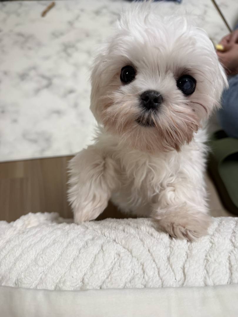 김포번식장)지민