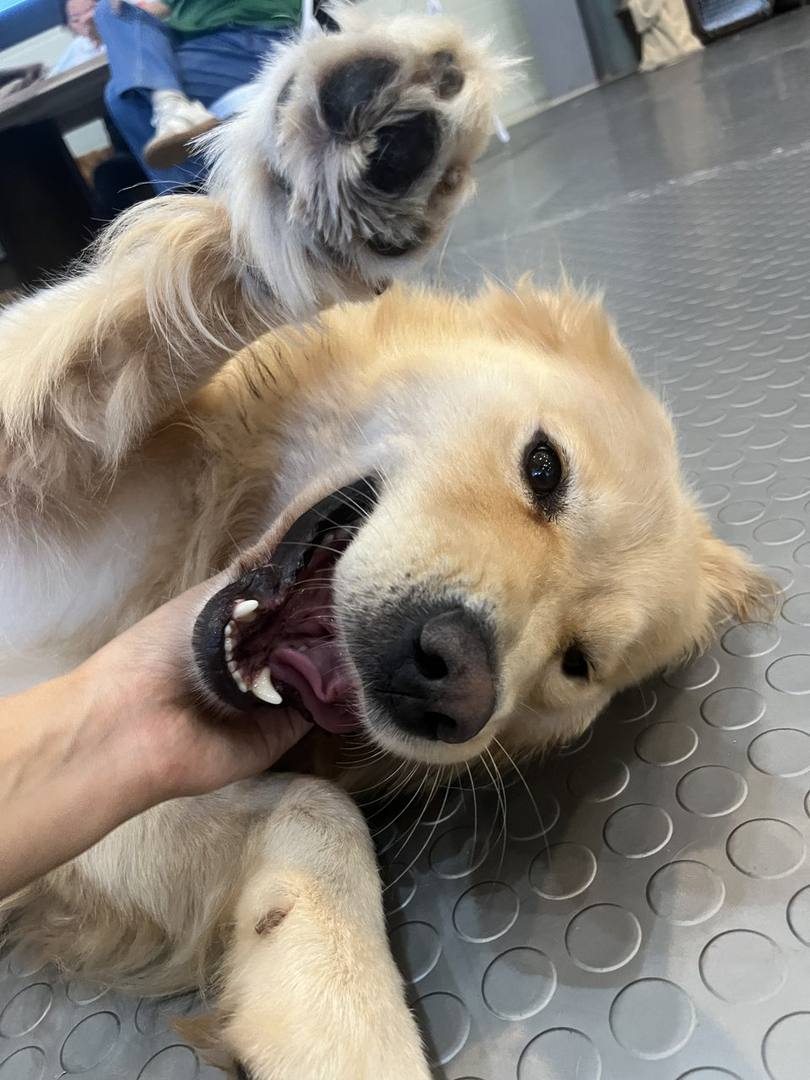 곰순