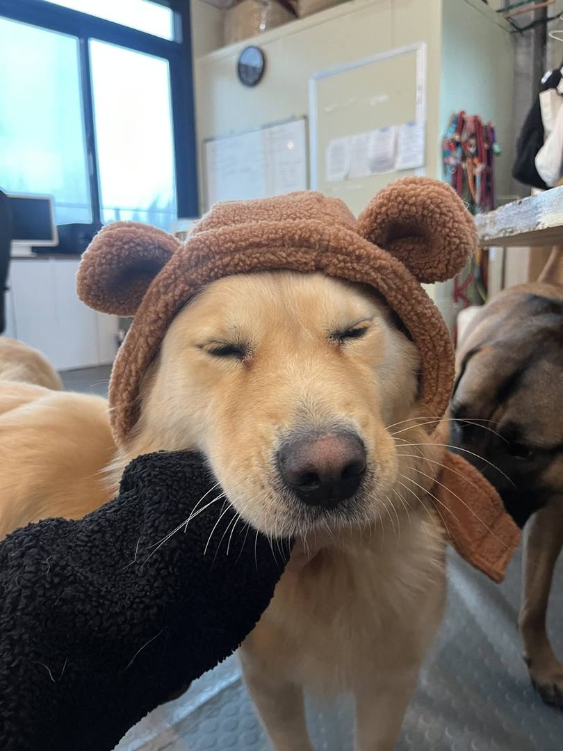 곰순