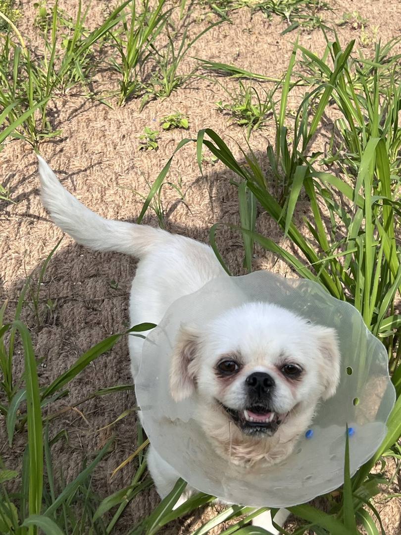 포포