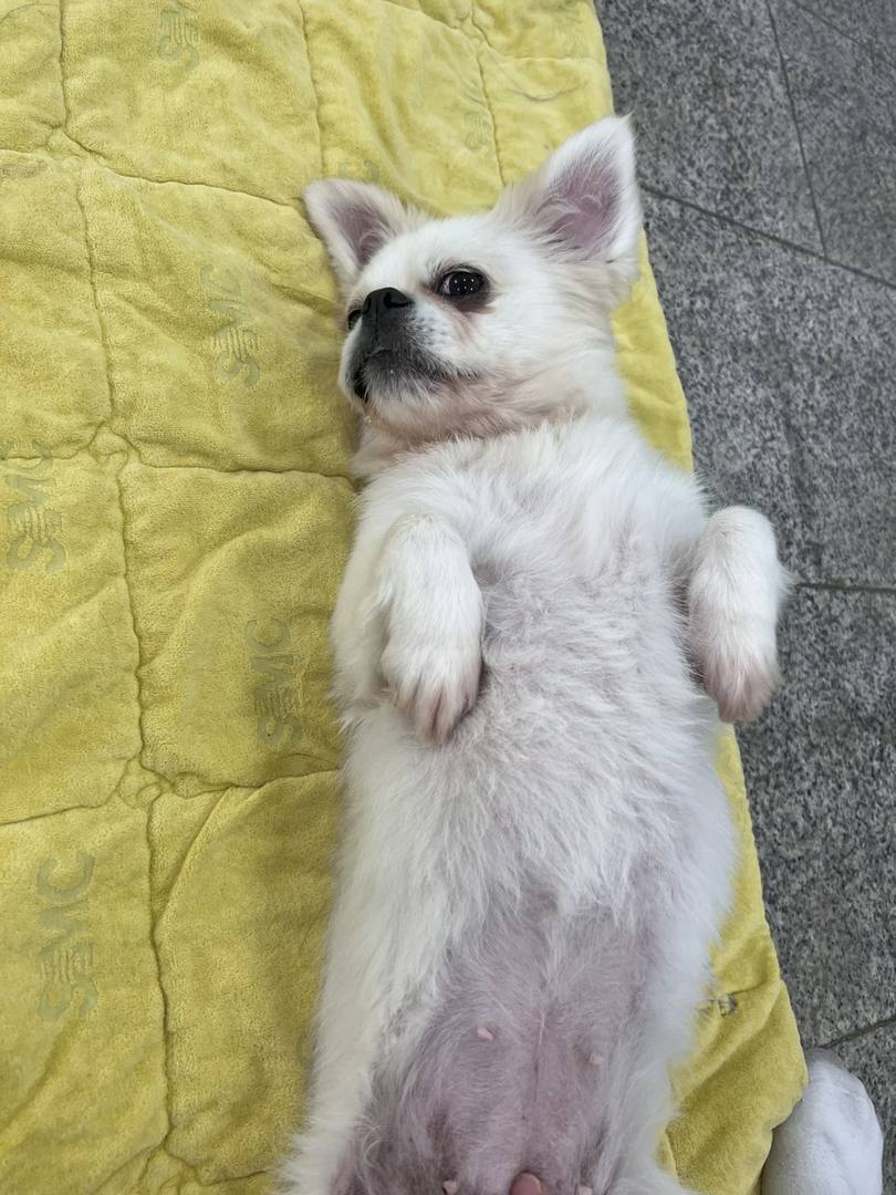포포