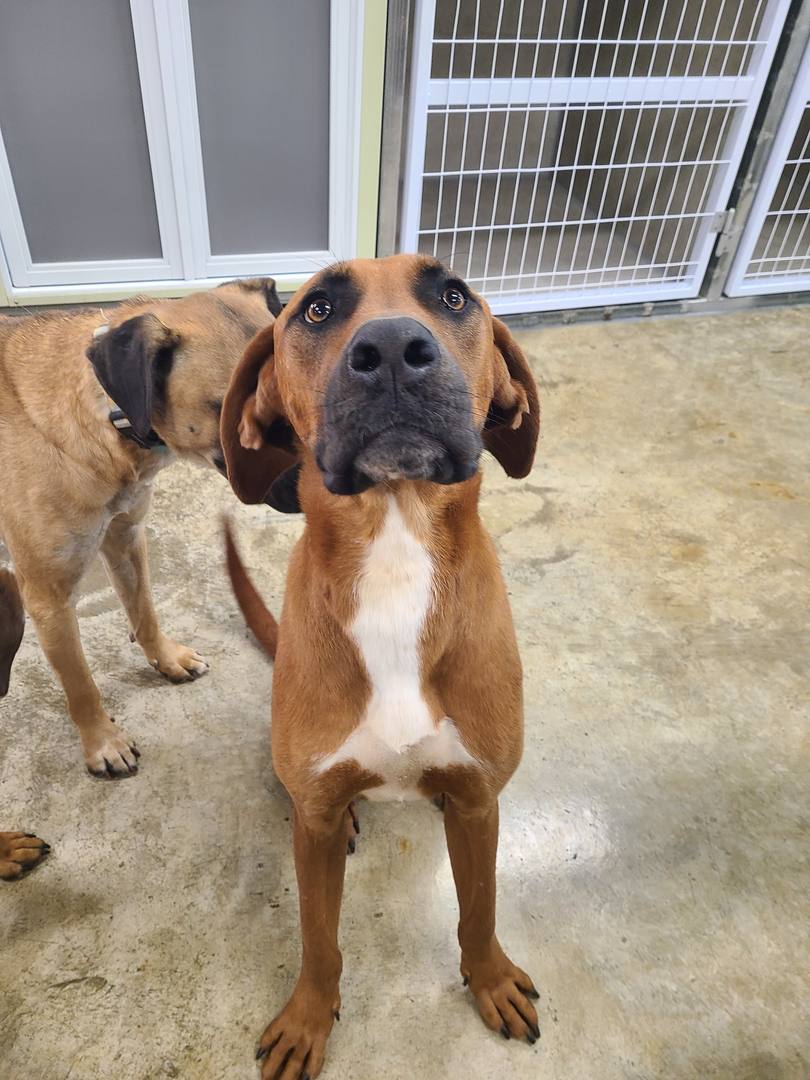 미카