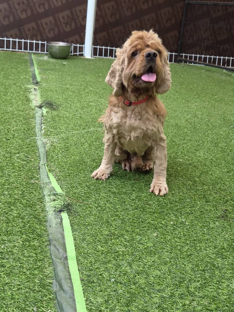 알파