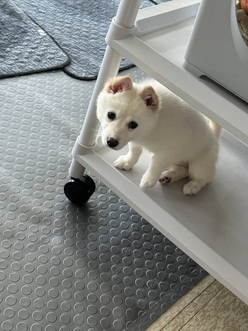 피치