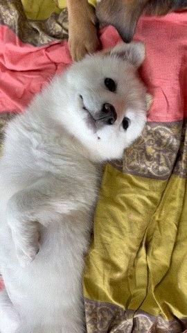 피치