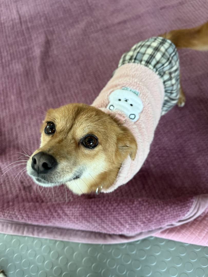 로제