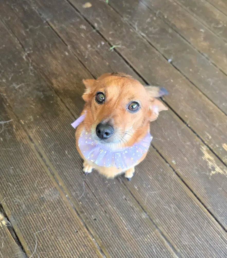 진이