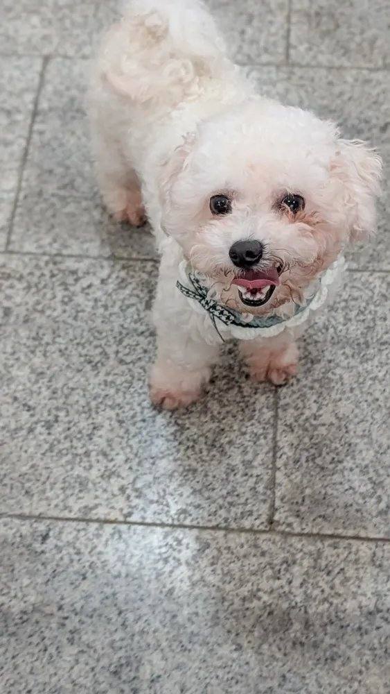 비비