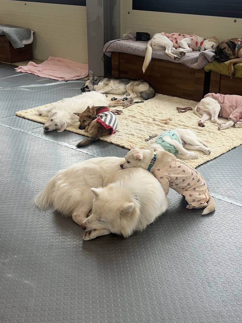 토비