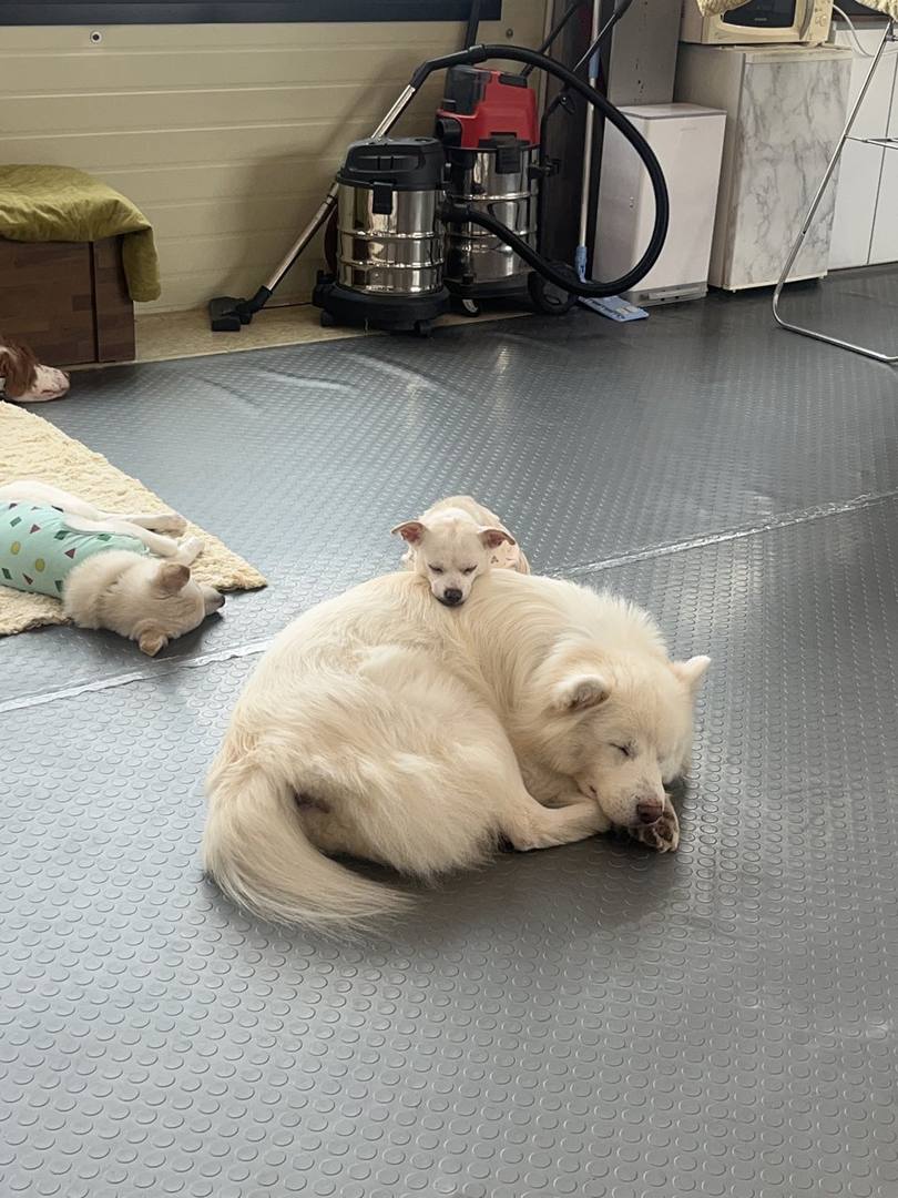 토비