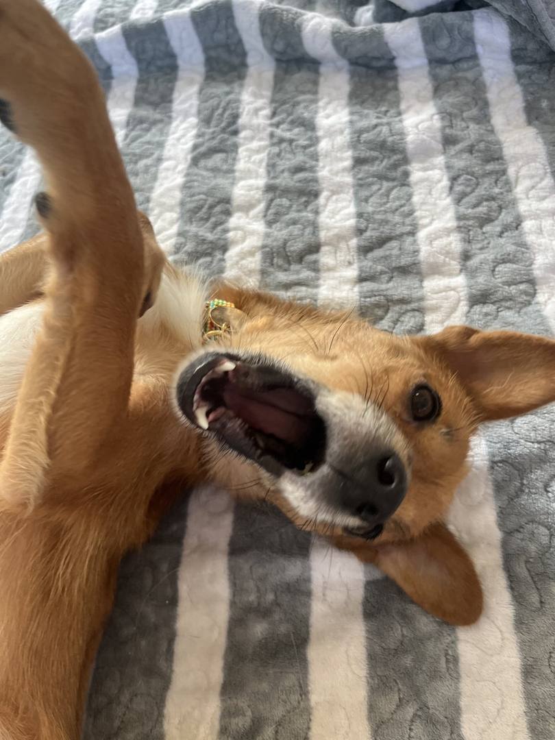 차돌