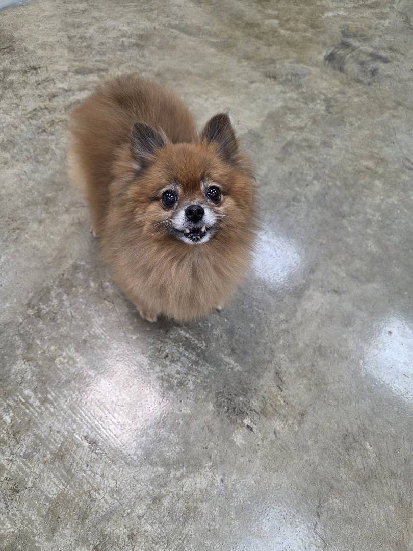 가별