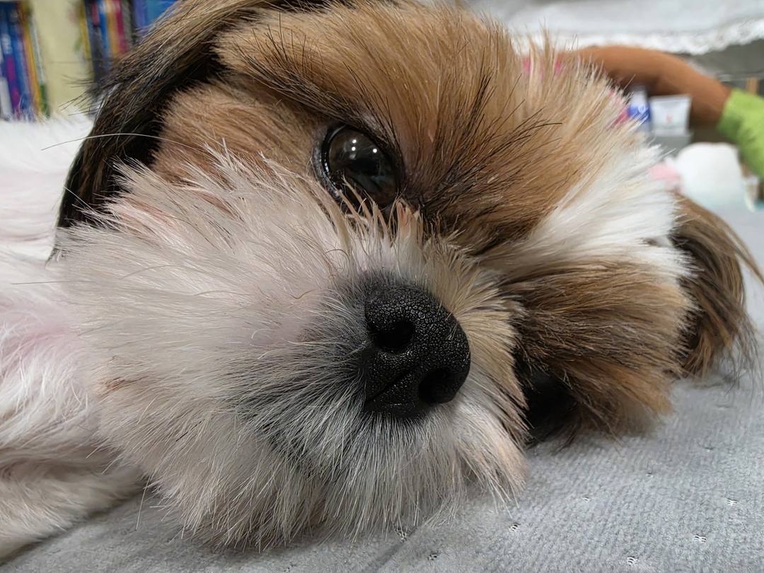 김포번식장)윤이