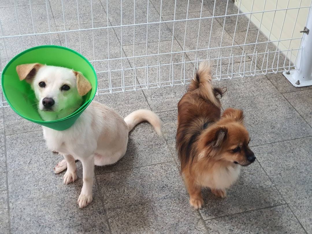 똘이