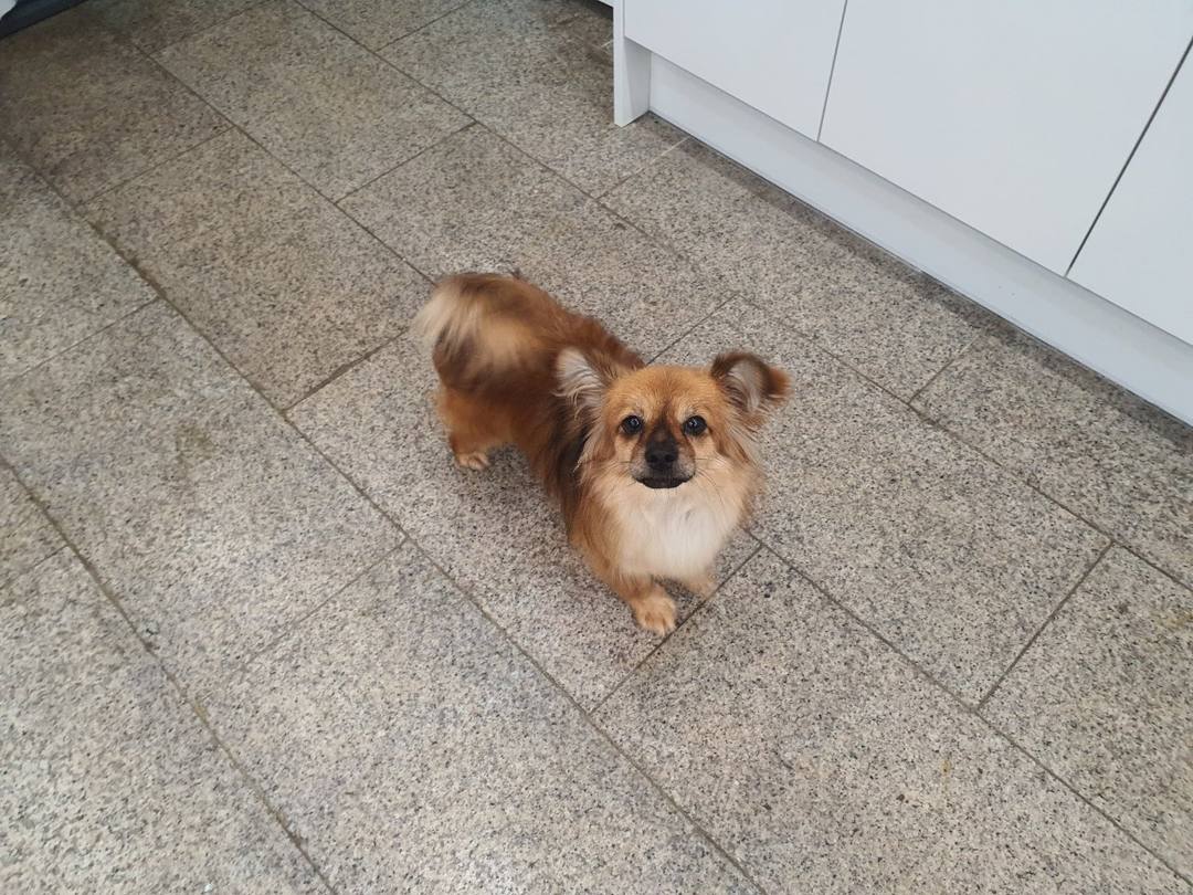 똘이