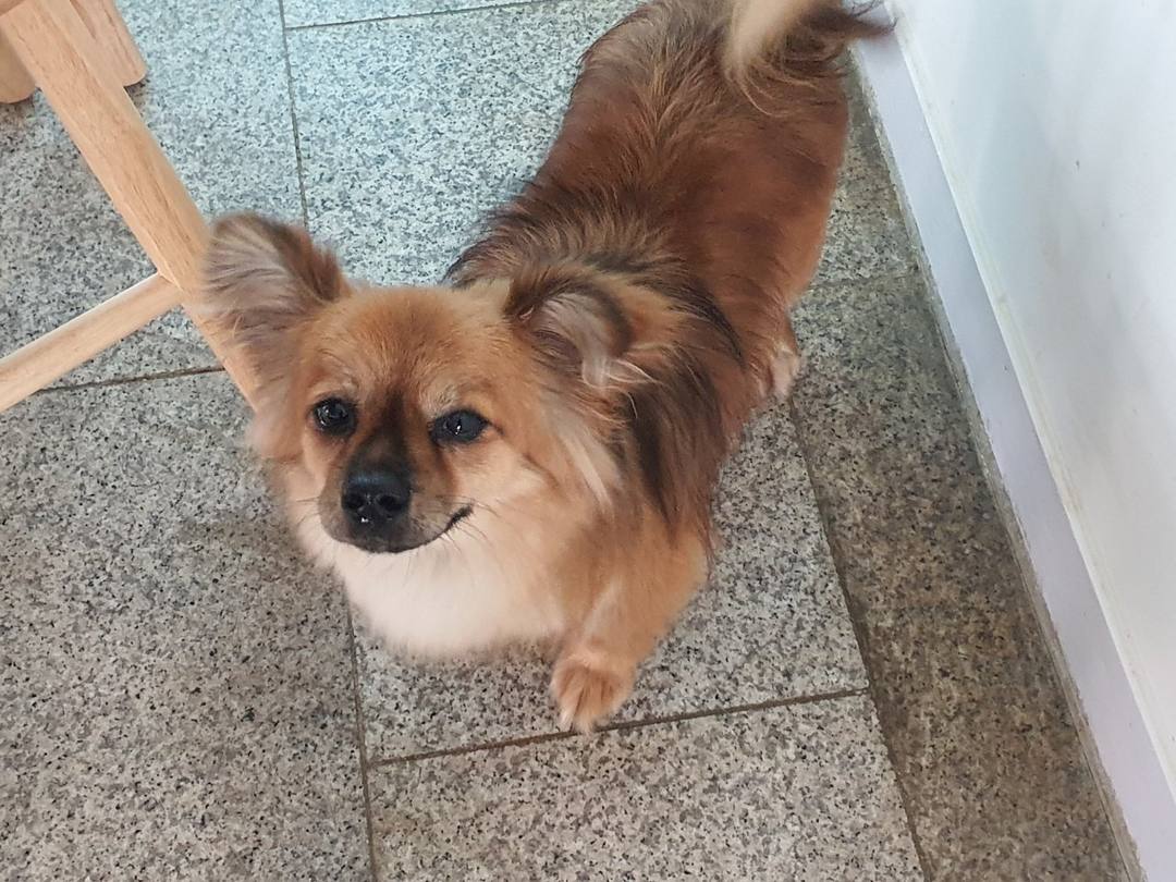 똘이