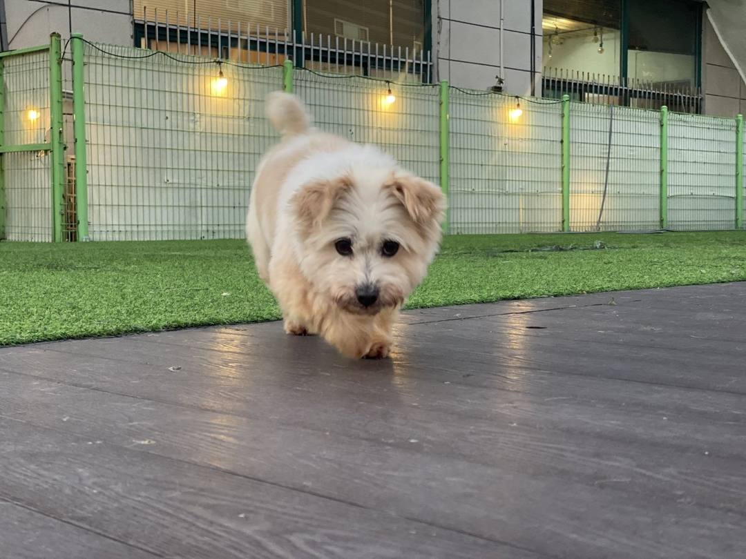 올망