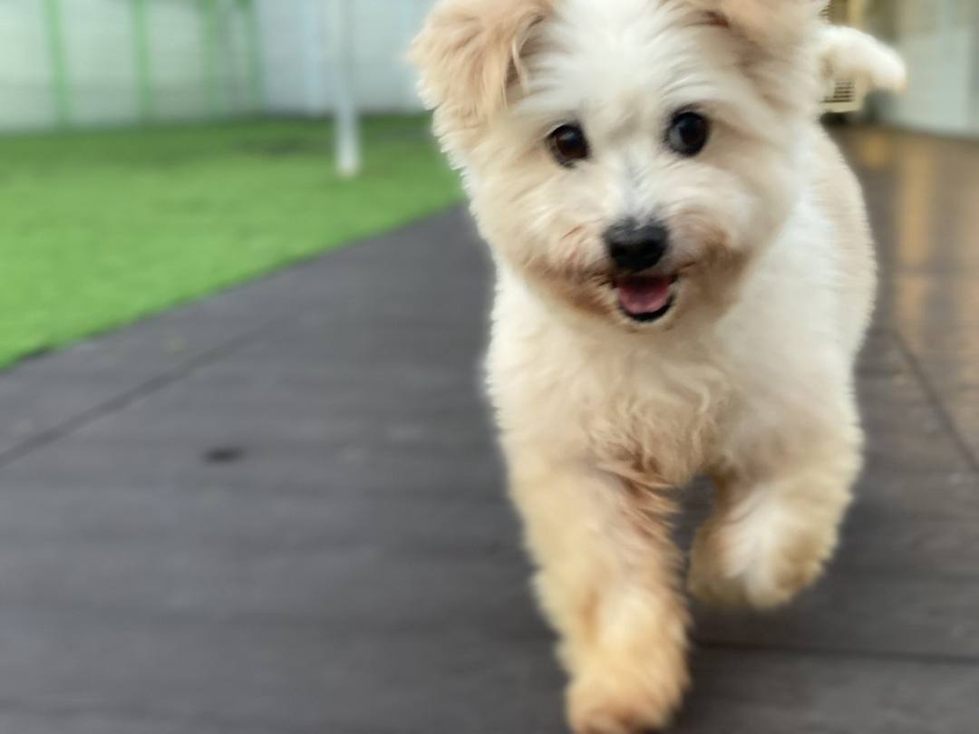 올망