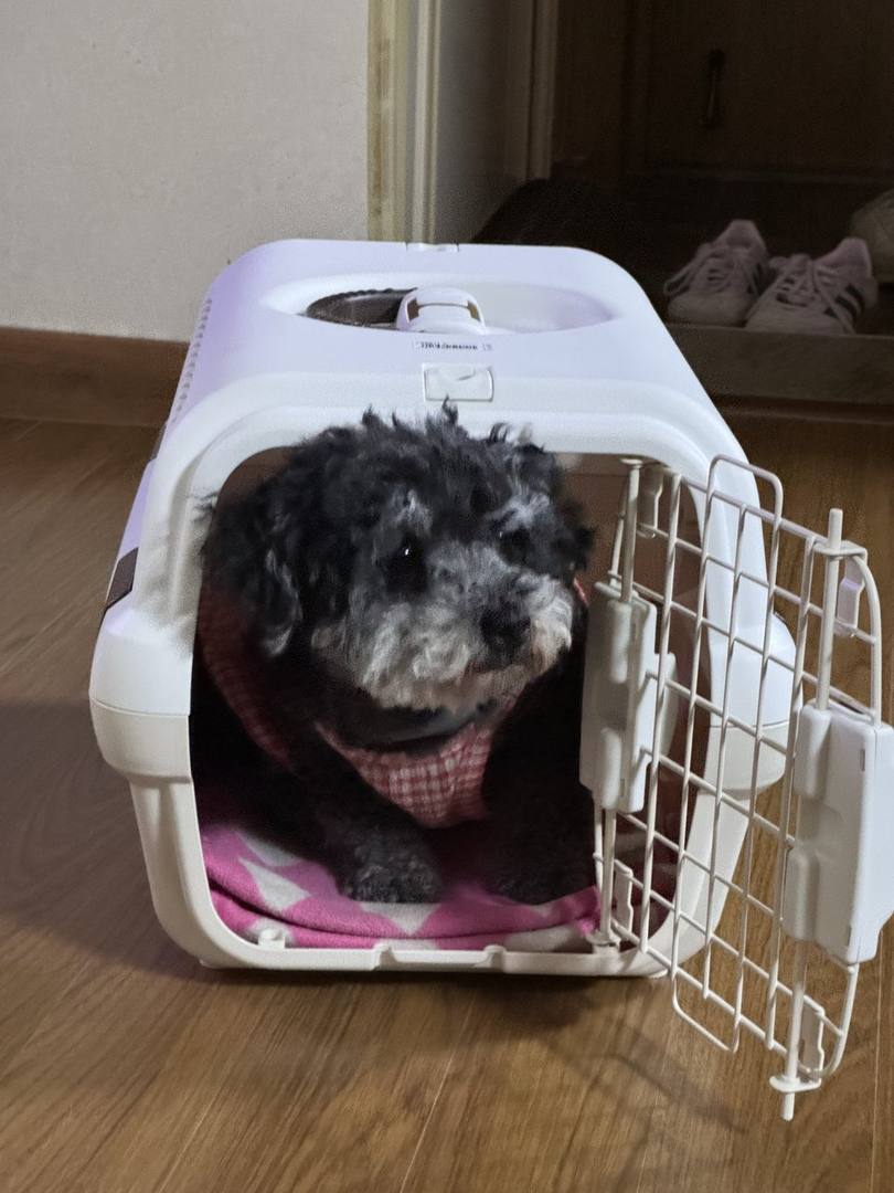 김포번식장)봉순