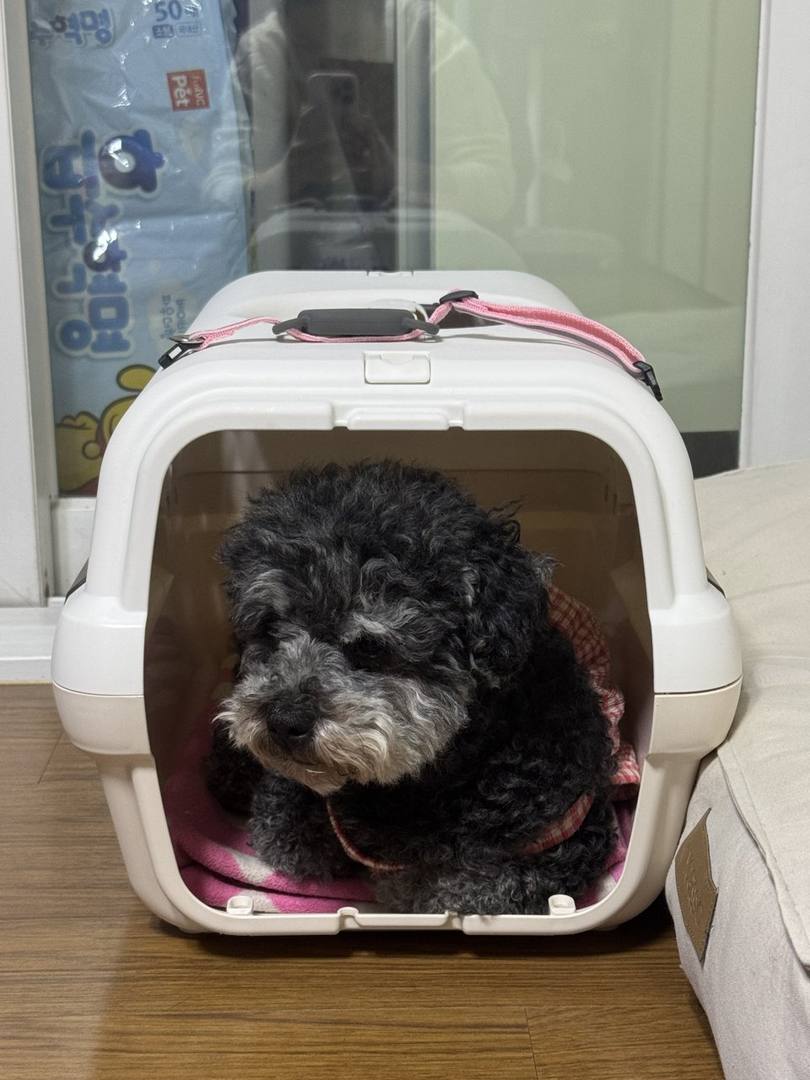김포번식장)봉순
