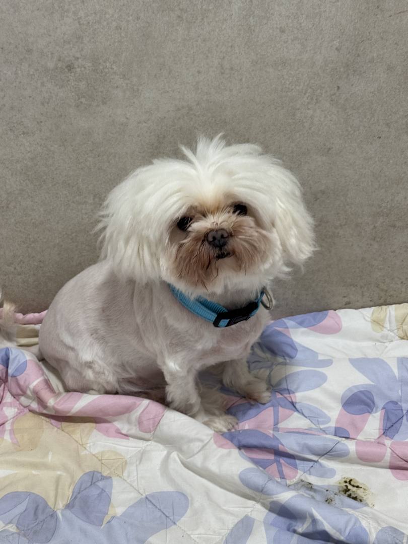 김포번식장)데이지