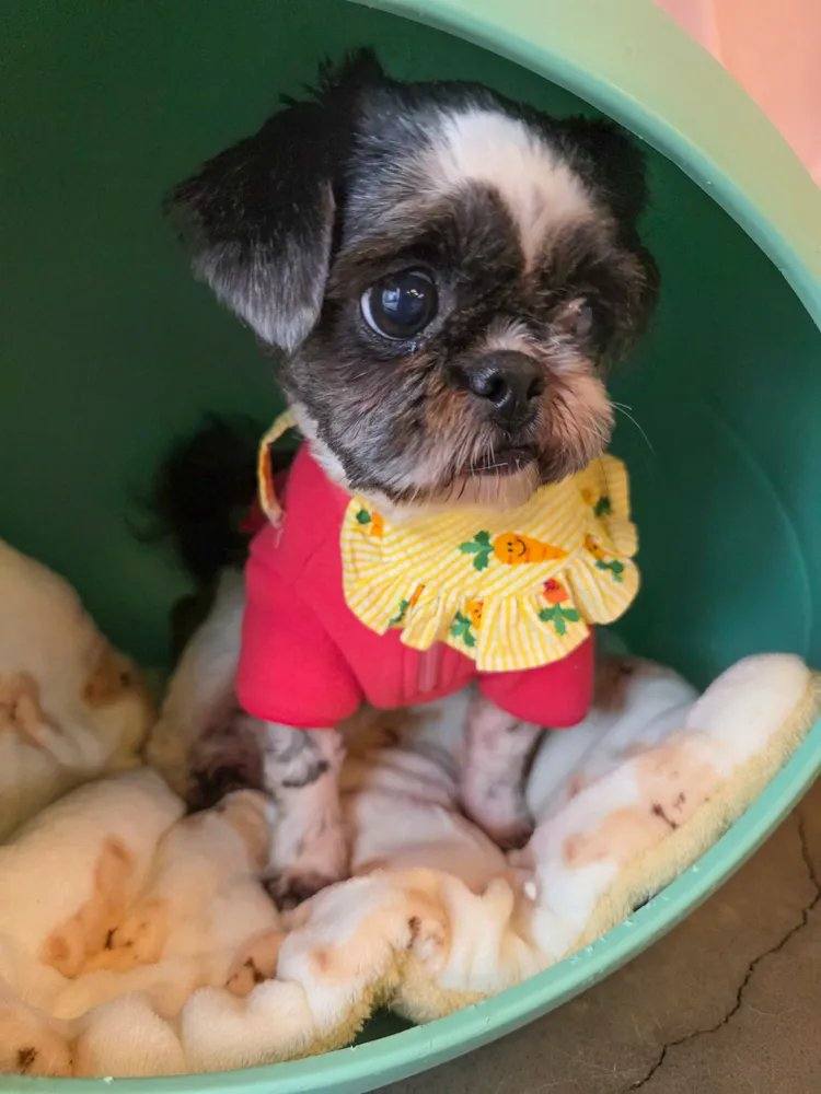 쪼꼬미