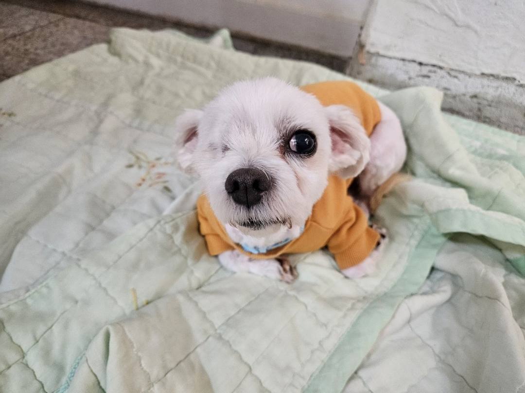 슈만