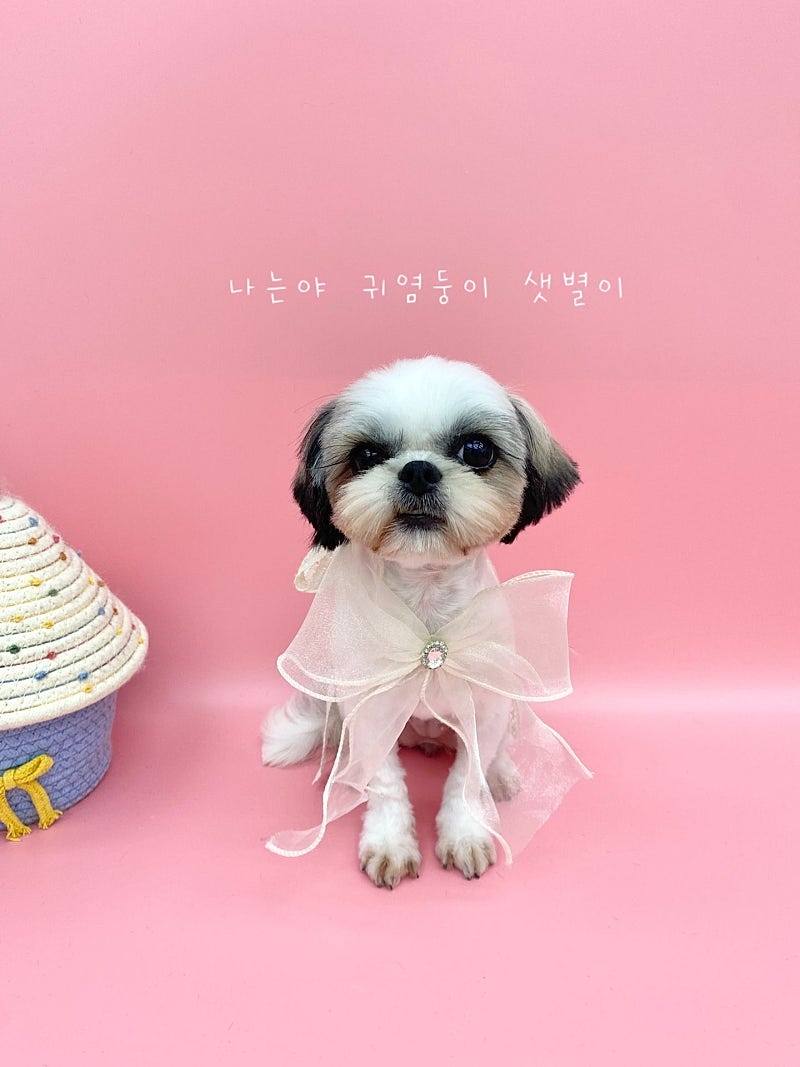 김포번식장)샛별