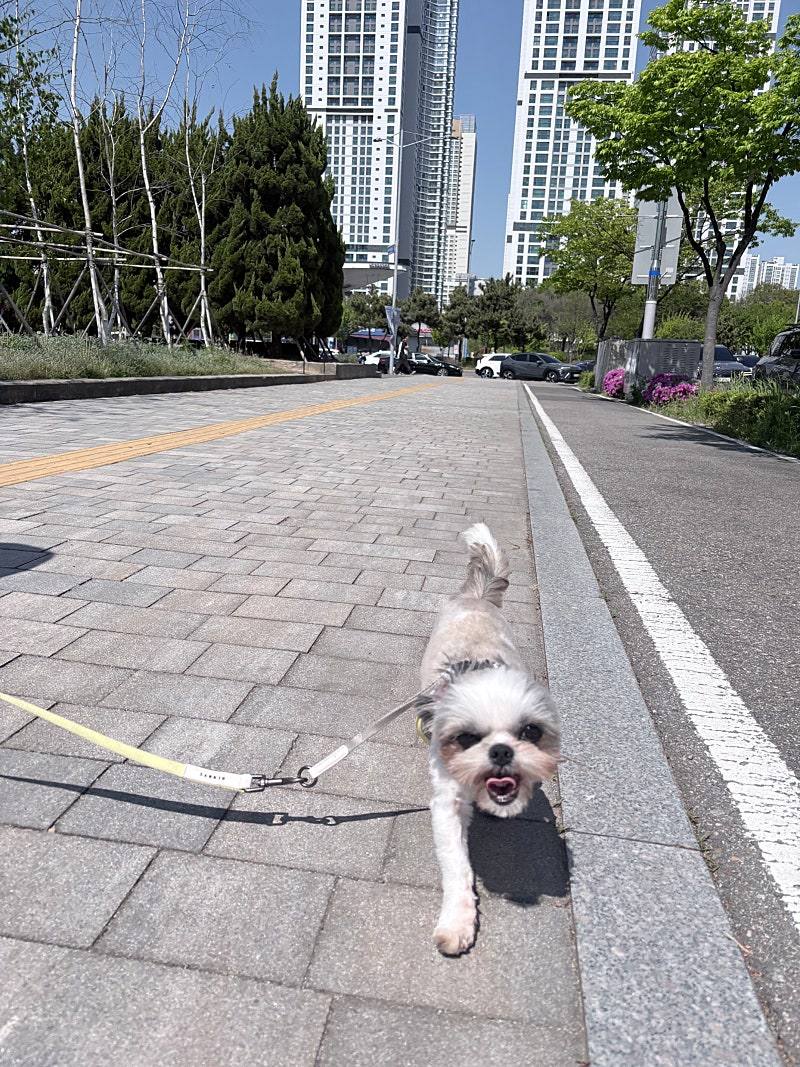 김포번식장)샛별