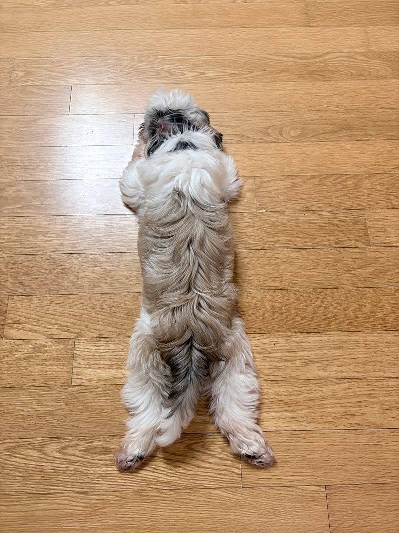 김포번식장)샛별