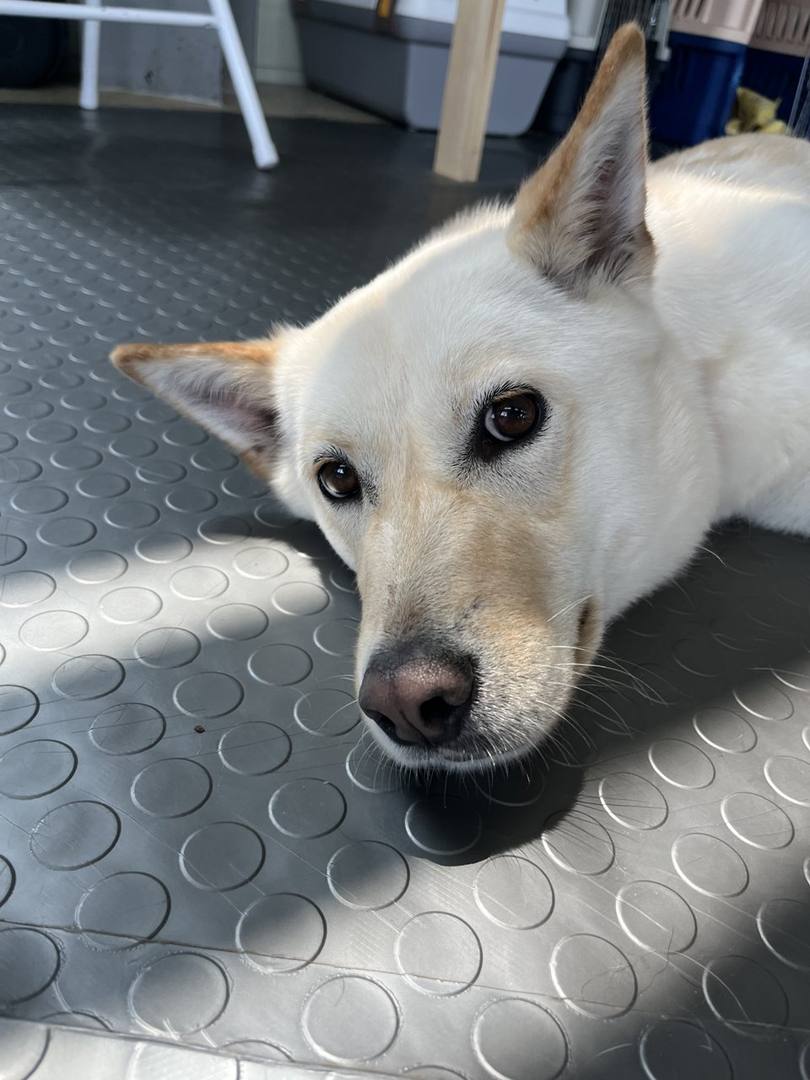 설이