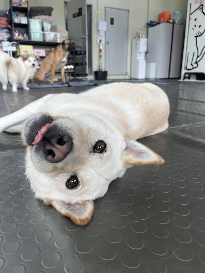 설이