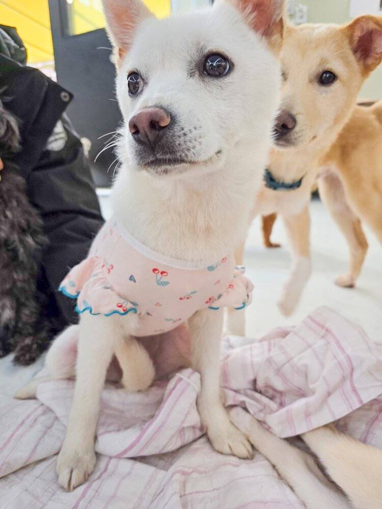 밀양) 레시