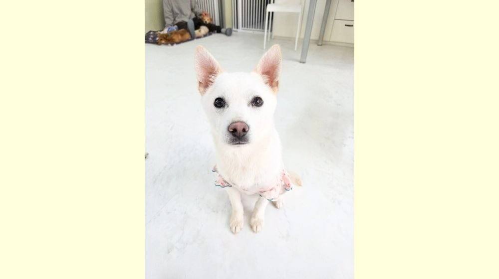 밀양) 레시