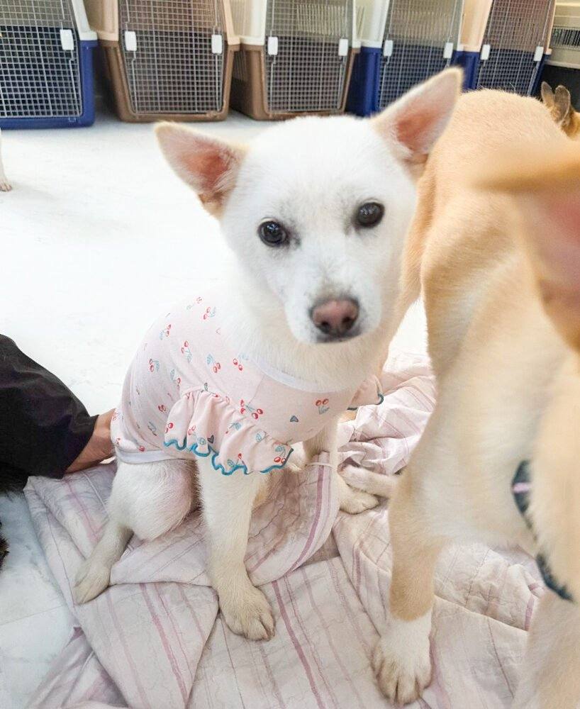 밀양) 레시