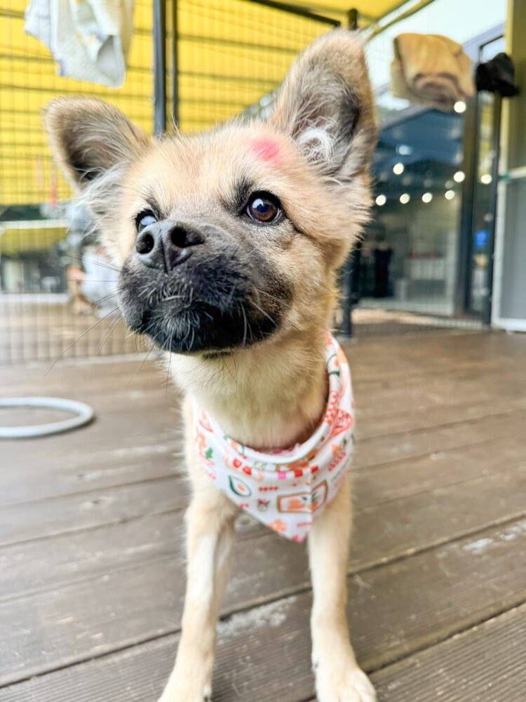밀양) 랑이