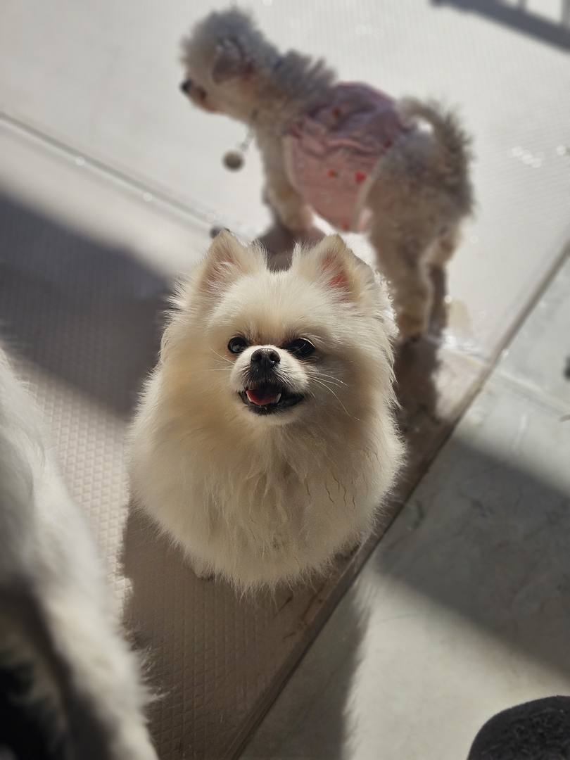 피비