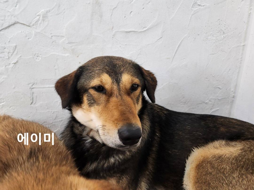 에이미