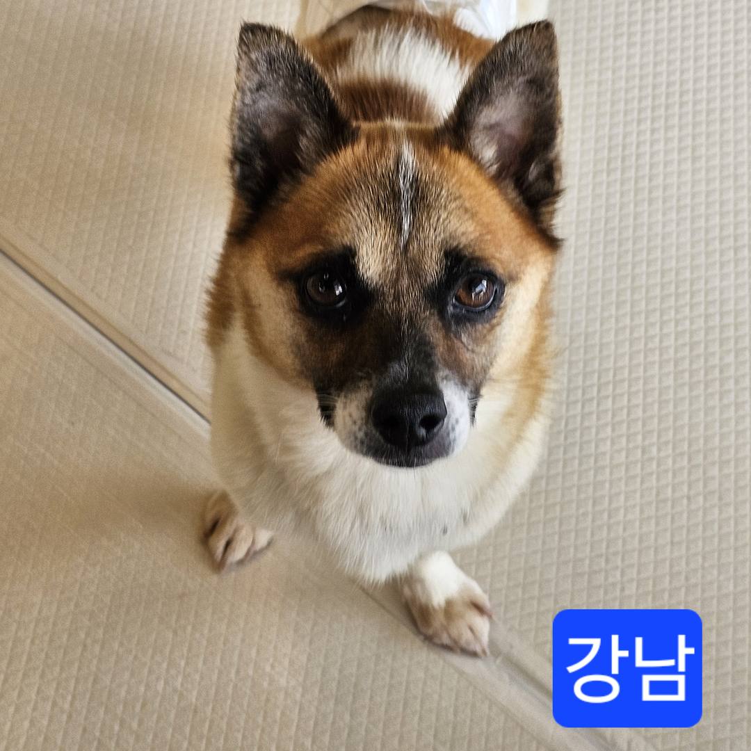 강남