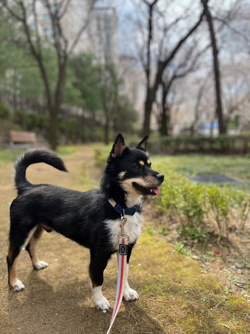 시우