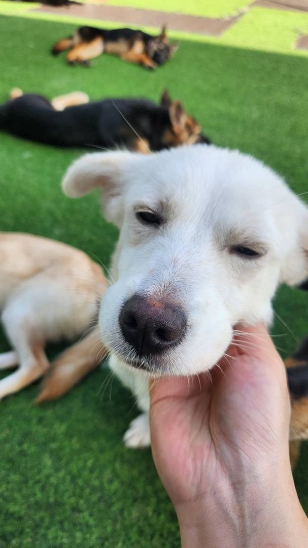 단비