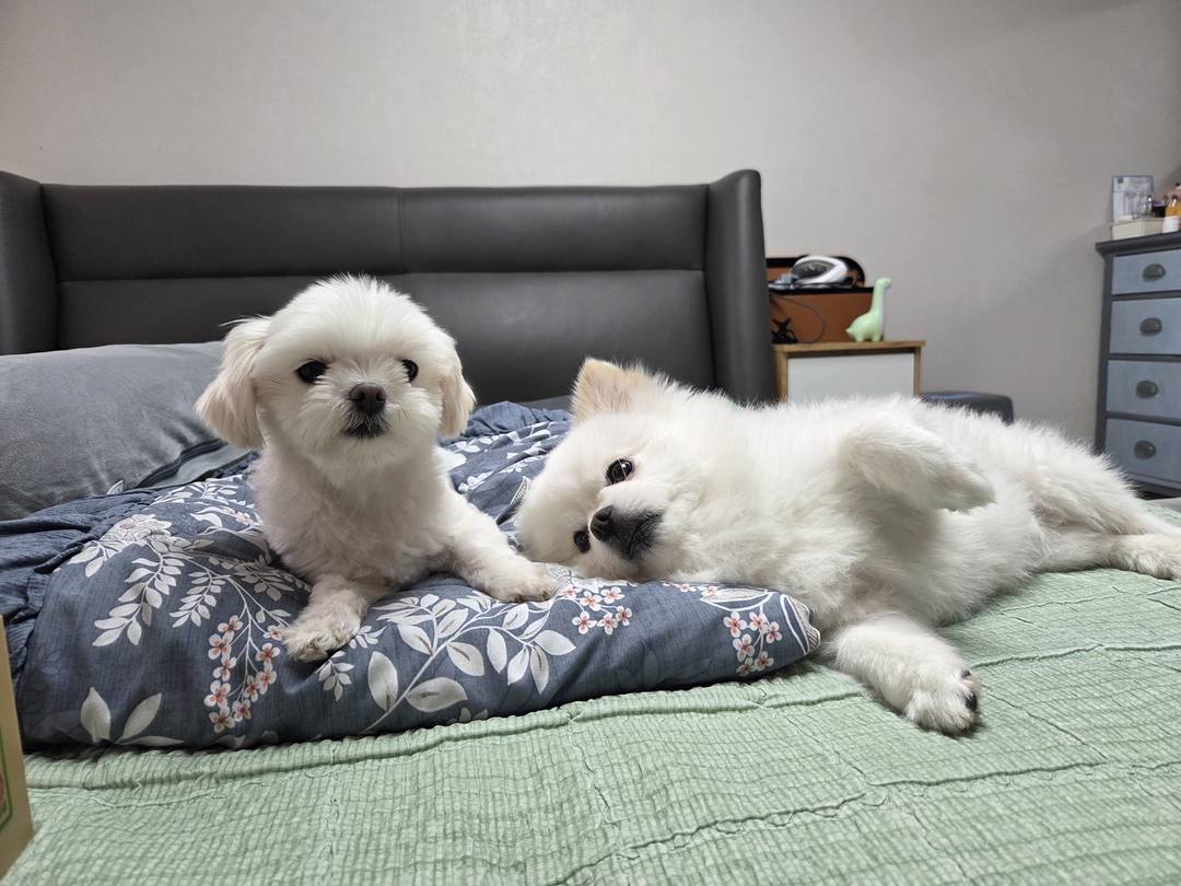 김포번식장)지아